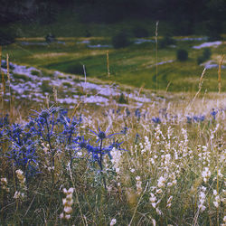 Flowers in field