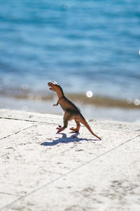 Side view of man on beach