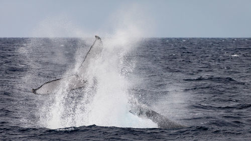 Whale splashing water while swimming in sea