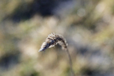 Close-up of dandelion