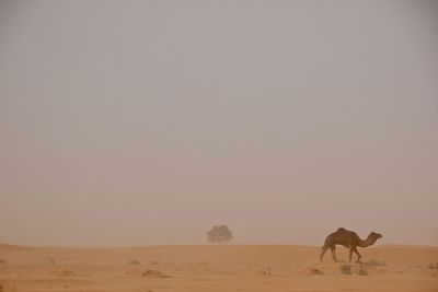 View of a desert