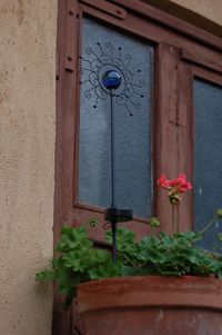 Potted plants on wall