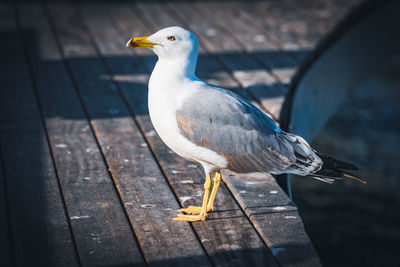 Close-up of seagull perching on wood