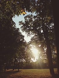 Sun shining through trees