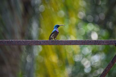 Loten's sunbird