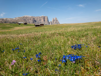 Scenic view of field against blue sky