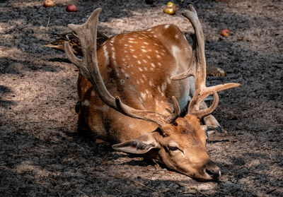 Stag resting on field