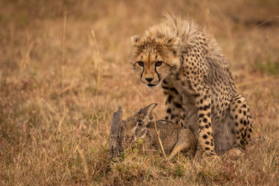 Young cheetah playing with hare on field