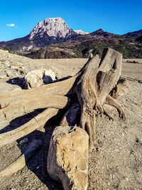 View of driftwood on landscape