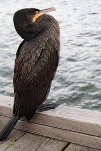 Close-up of duck perching on pier over lake