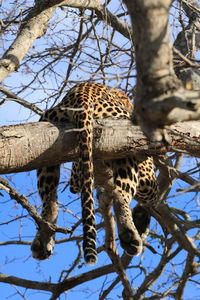 Low angle view of lizard on tree