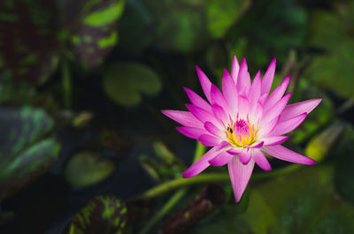 Close-up of pink water lily