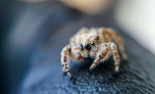 Close-up of insect