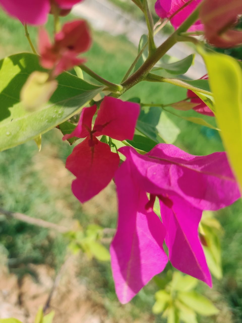 plant, flower, flowering plant, beauty in nature, freshness, close-up, growth, plant part, leaf, nature, petal, pink, fragility, no people, flower head, wildflower, outdoors, focus on foreground, inflorescence, day, selective focus, tree, blossom, shrub, green