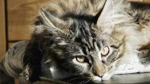 Close-up portrait of cat