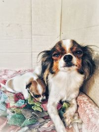 Portrait of puppy sitting at home