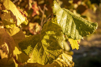 Close-up of autumnal leaves