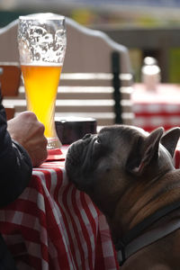 Close-up of a dog on glass