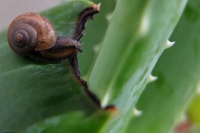 Close-up of snail on plant