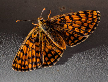 Close-up of butterfly