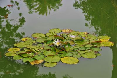 Close-up of lotus water lily in lake