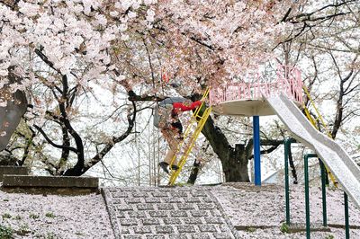 Pink flowers on tree