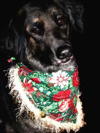 Close-up portrait of black dog