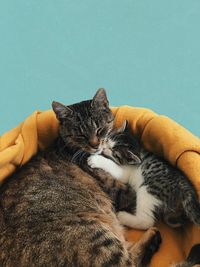 Cat sleeping. mama and her little kitten.