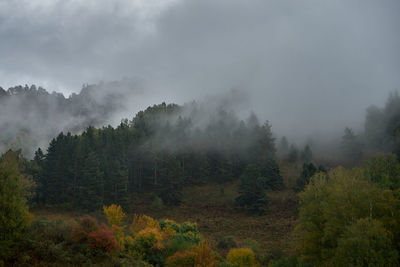 Trees in forest against sky during foggy weather