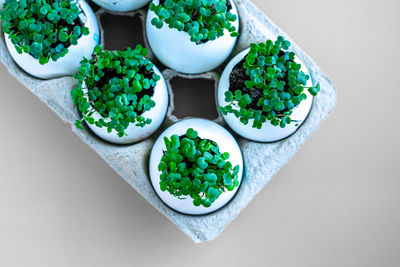 Fresh arugula green sprouts in egg shells in carton box on brown background.