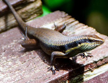 Close-up of lizard