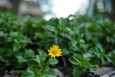 Close-up of yellow flowering plant