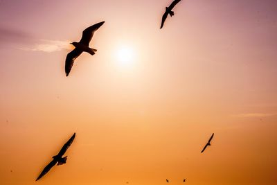 Silhouette bird flying in sky