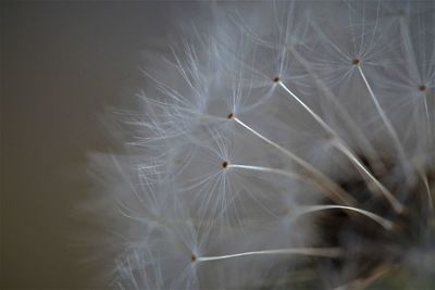 Close-up of dandelion on plant