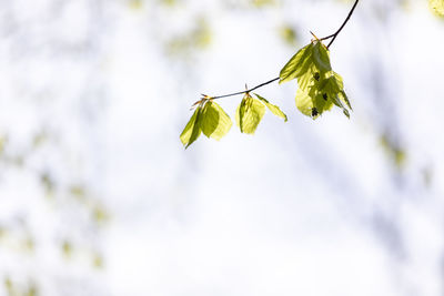 Low angle view of flowering plant against sky