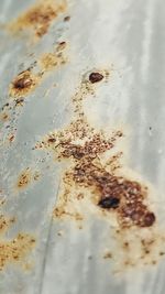 High angle view of ant on table