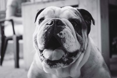 Close-up portrait of dog sticking out tongue outdoors