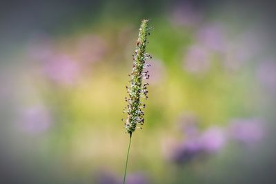 Close-up of grass blowing in the wind 