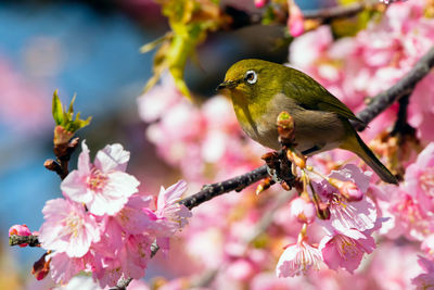 Close-up of hummingbird perching on cherry blossom