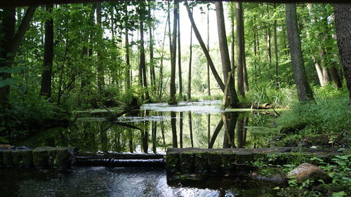 View of trees in forest