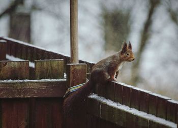 Close-up of squirrel on wooden fence