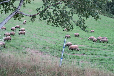 Sheep in a field