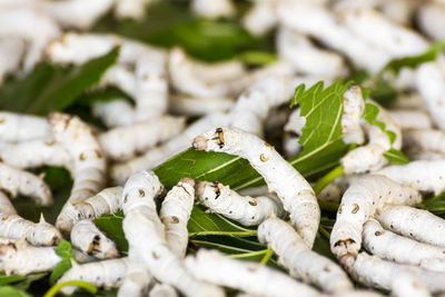 Close-up of insect on leaves