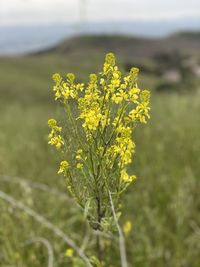 Close-up of yellow flowering plant on field