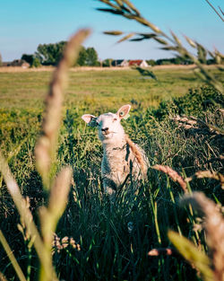 View of sheep on field