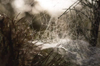 Close up of cobweb in dew