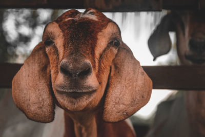 Close-up portrait of a goat