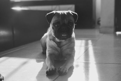 Close-up portrait of dog sitting