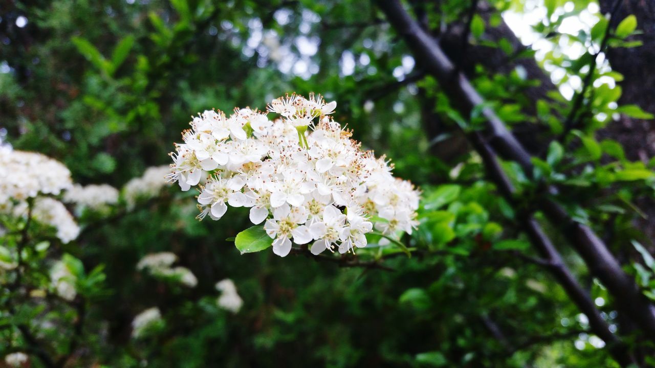 flower, growth, freshness, tree, white color, fragility, beauty in nature, branch, nature, petal, focus on foreground, blossom, blooming, close-up, flower head, cherry blossom, in bloom, springtime, park - man made space, outdoors