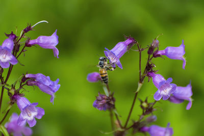 Close-up of bee pollinating on purple flowering plant